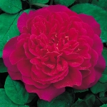 Sophy’s Rose / Софіc Роуз